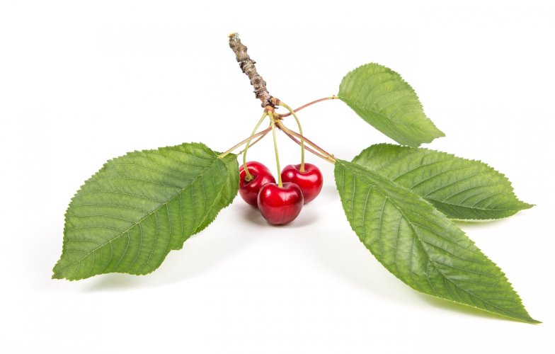 CО2 экстракт Вишни (лист) водорастворимый  